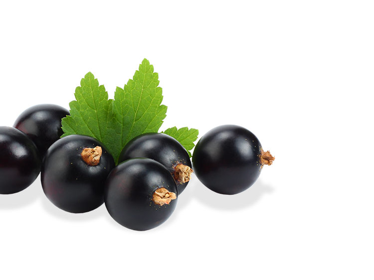 Schwarze Johannisbeere links