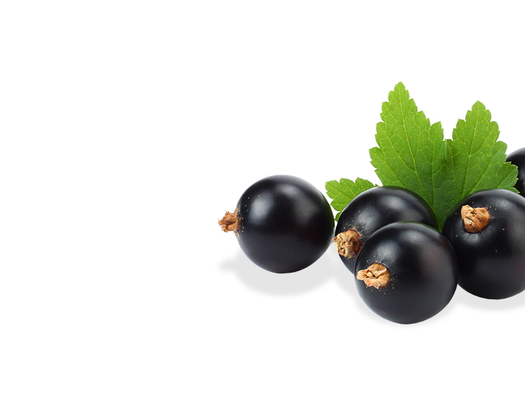Schwarze Johannisbeeren rechts