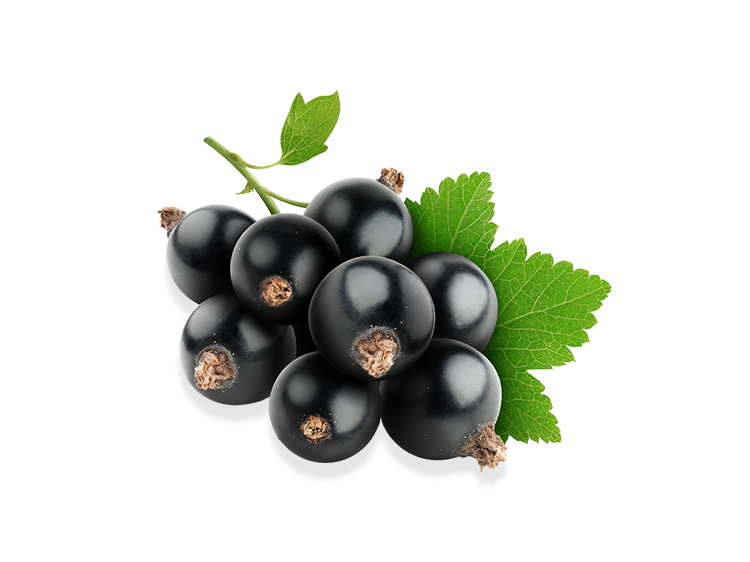 Schwarze Johannisbeeren