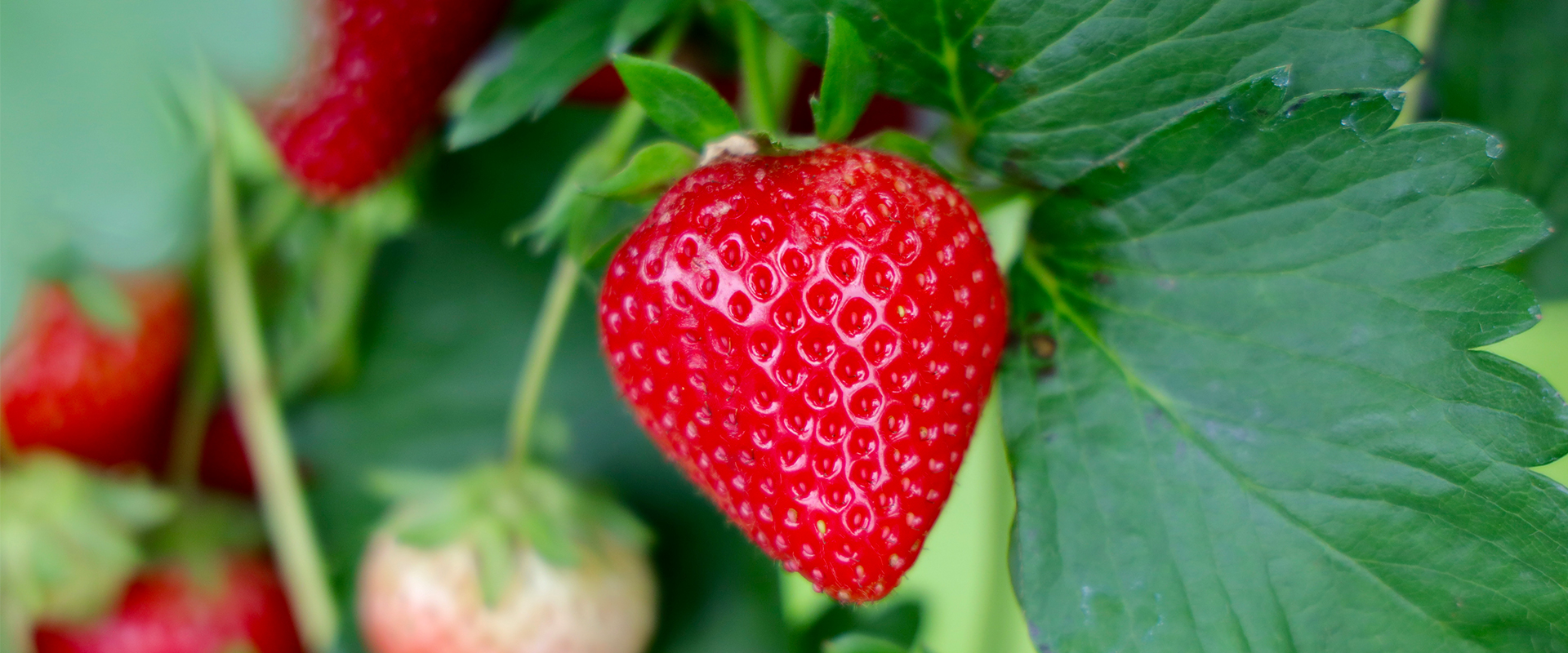 Erdbeeren