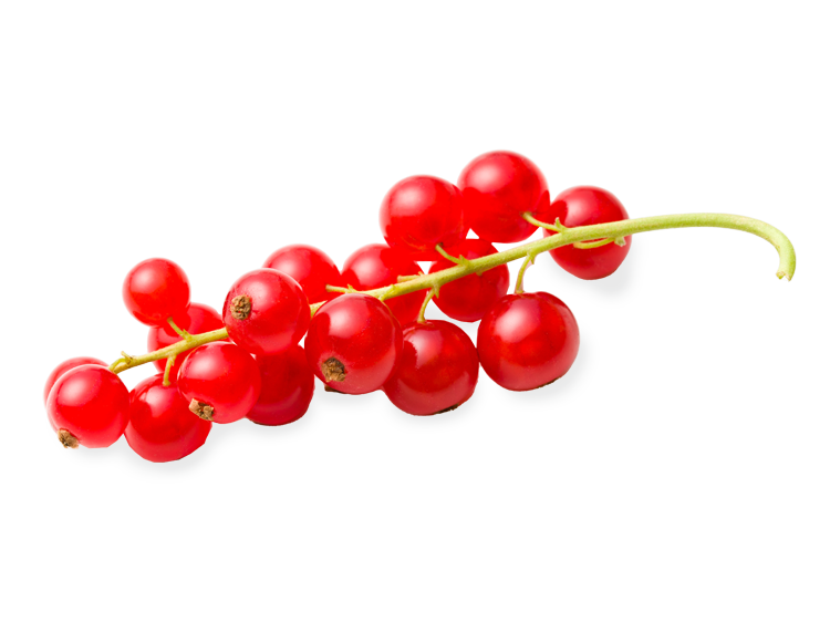 rote Johannisbeeren