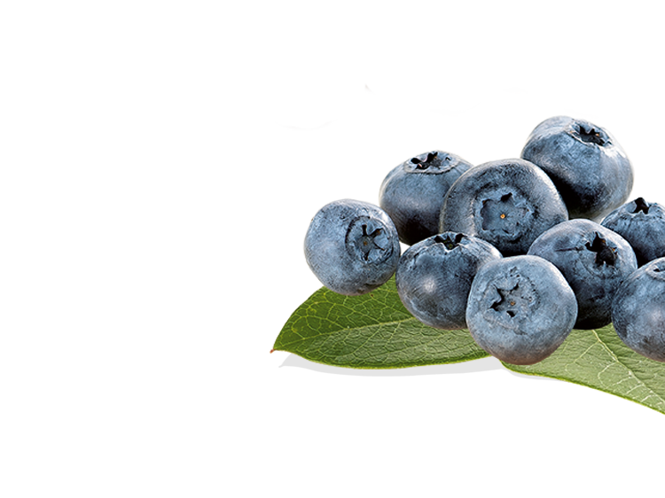 30_-blueberries-01.png